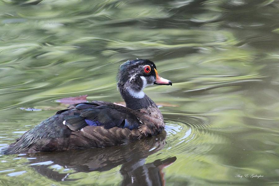Duck Photograph - Feather Song by Amy Gallagher