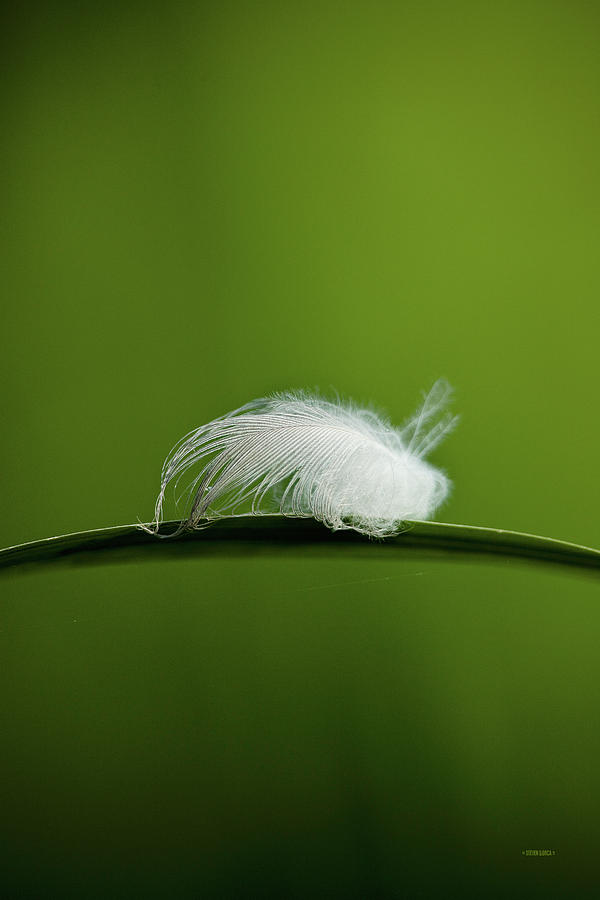 Feather Stuck On Grass Photograph by Steven Llorca