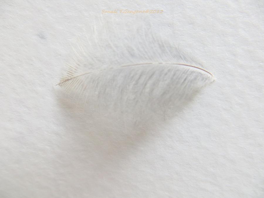 Feather Touch Photograph