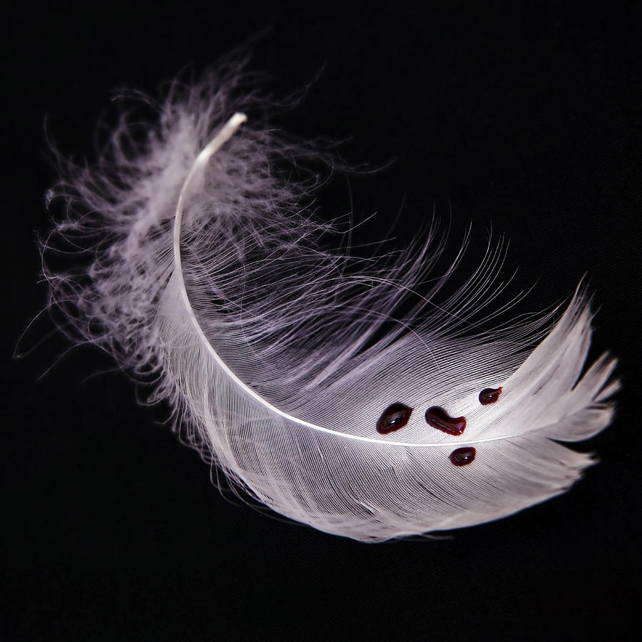 Spring Photograph - Feather With Blood by Joana Kruse