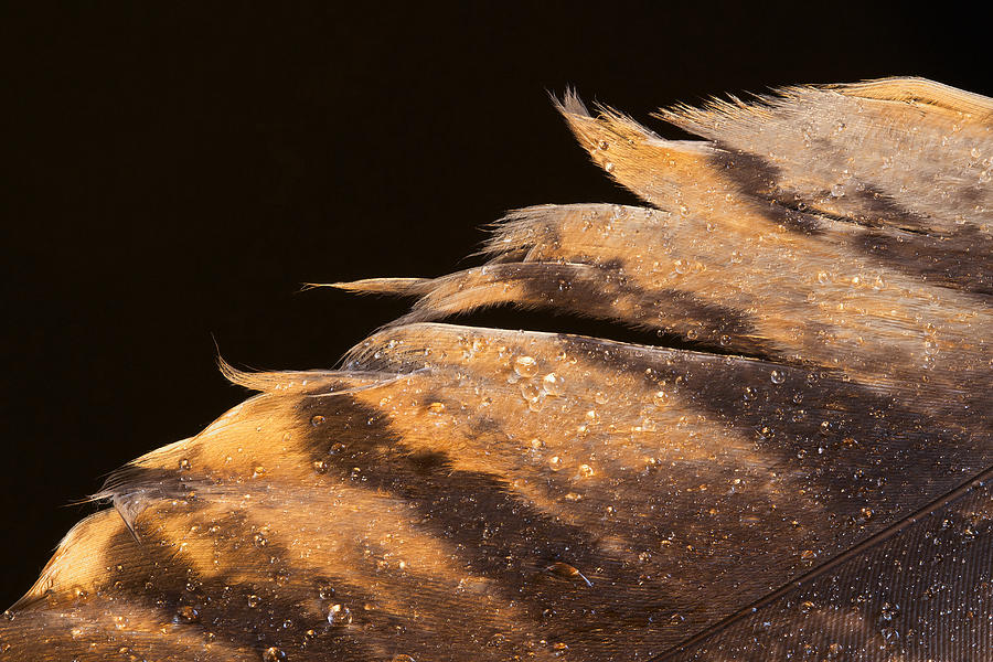Feathered edge Photograph by Jean Noren