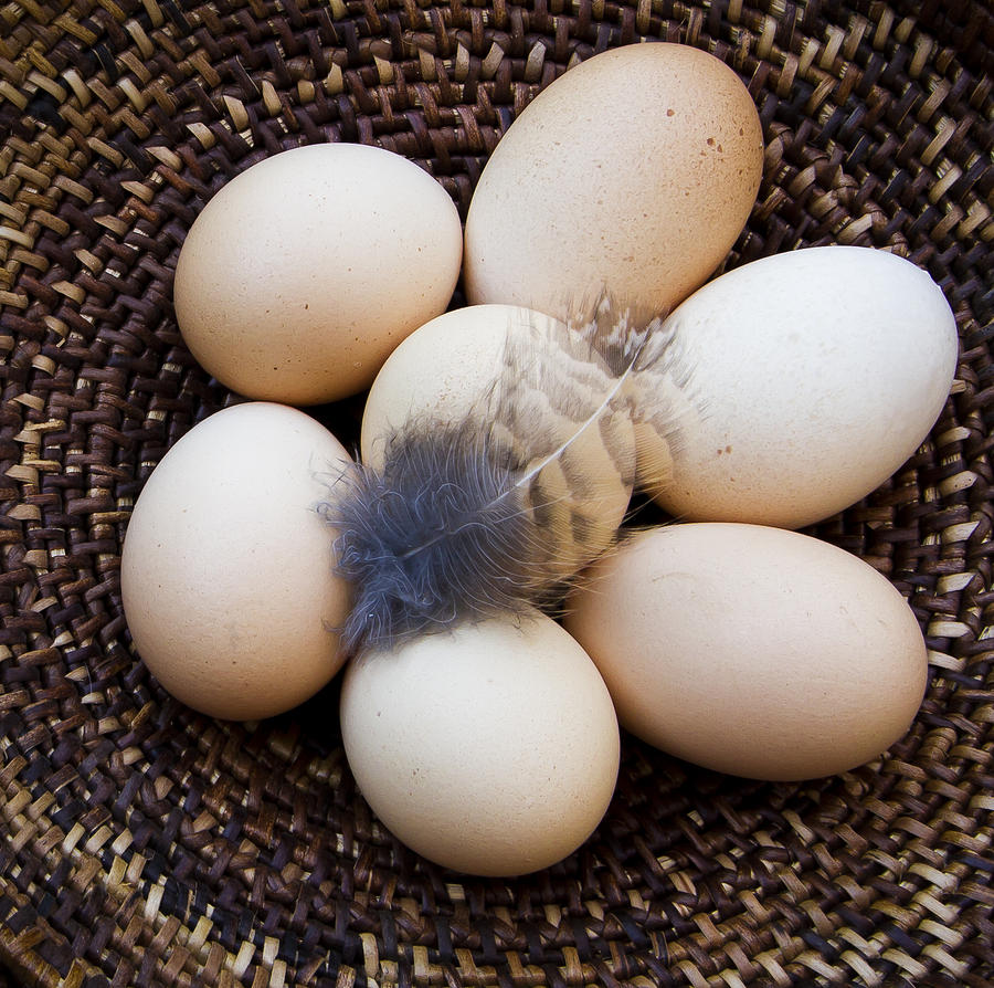 Feathered Eggs Photograph by Jean Noren