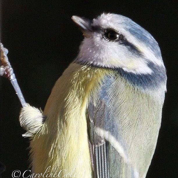 Wildlife Photograph - Feathered Friend #feather_perfection by Caroline Coles