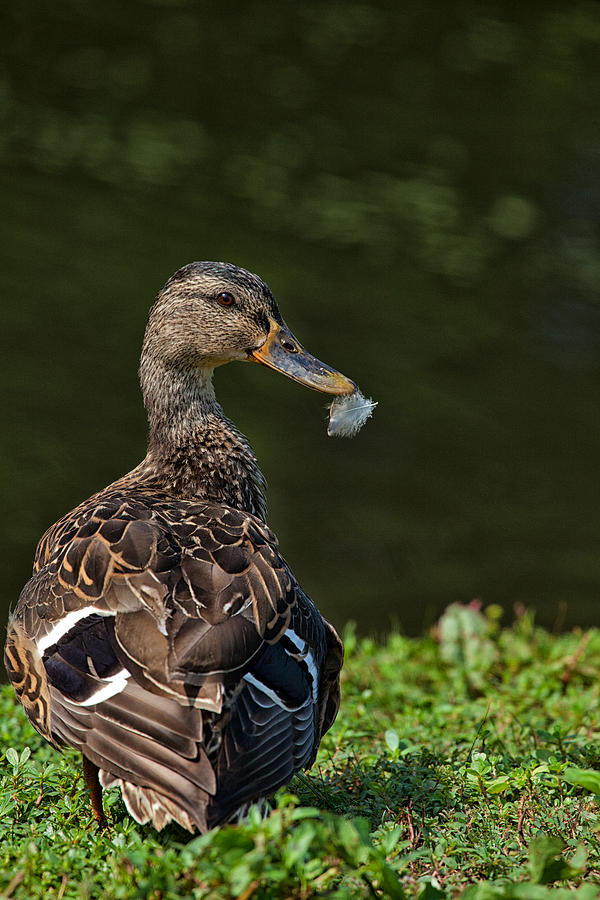 Duck Photograph - Feathered Mallard by Karol Livote