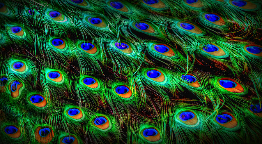 Feathers Photograph by Craig Incardone