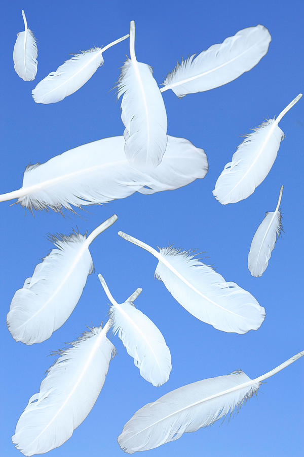 Feathers in the air  Photograph by Angel Jesus De la Fuente