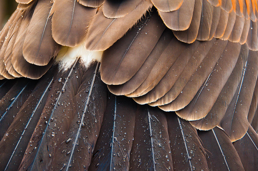 Eagle Photograph - Feathers by Joye Ardyn Durham