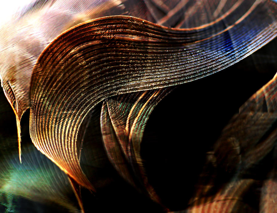 Feathers Photograph by Michele Cornelius