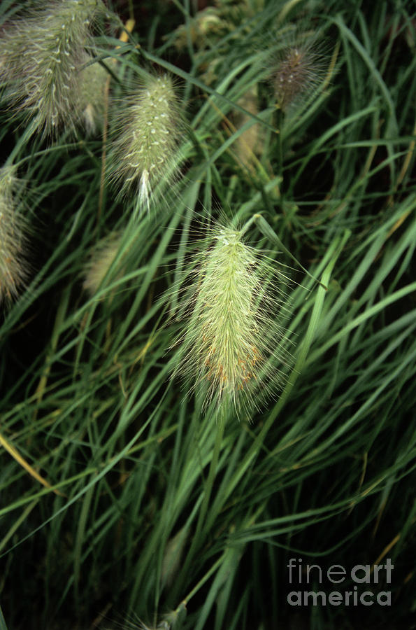 Nature Photograph - Feathertop Grass (pennisetum Villosum) by Adrian Thomas