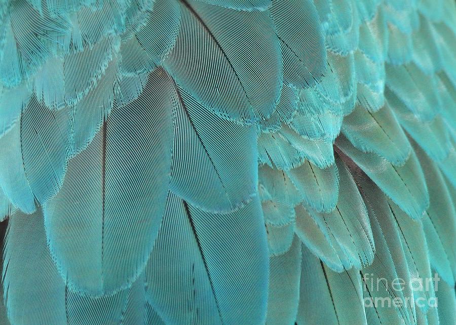 Feathery Turquoise Photograph by Sabrina L Ryan