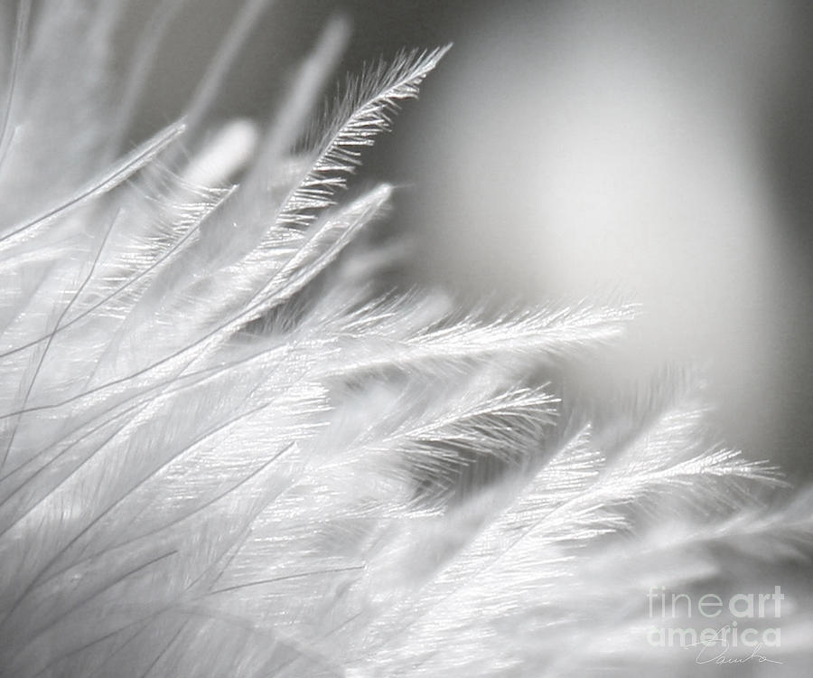 Feathery White Photograph by Danuta Bennett