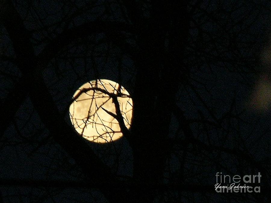 Feb Full Moon Photograph by Yumi Johnson