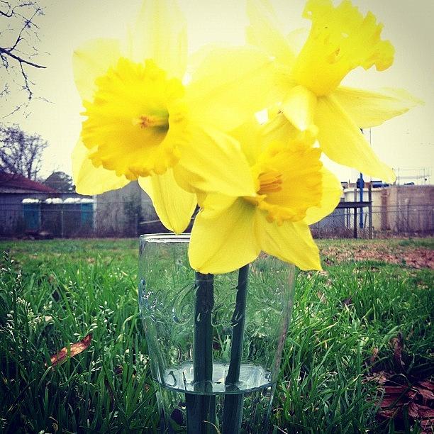 Flower Photograph - #february #alabama #flower #buttercup by Dallas Pollard