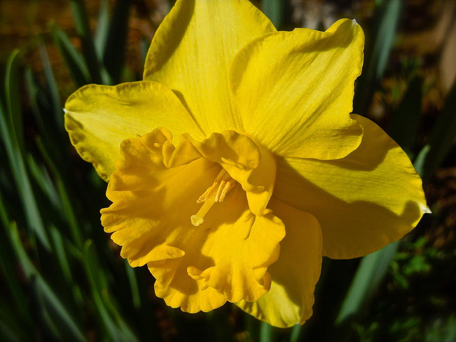 February Daffodil Photograph by Diana Hatcher