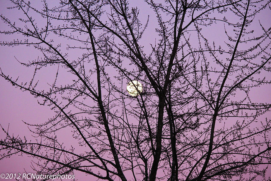 Februarys Full Moon Photograph by Rachel Cohen