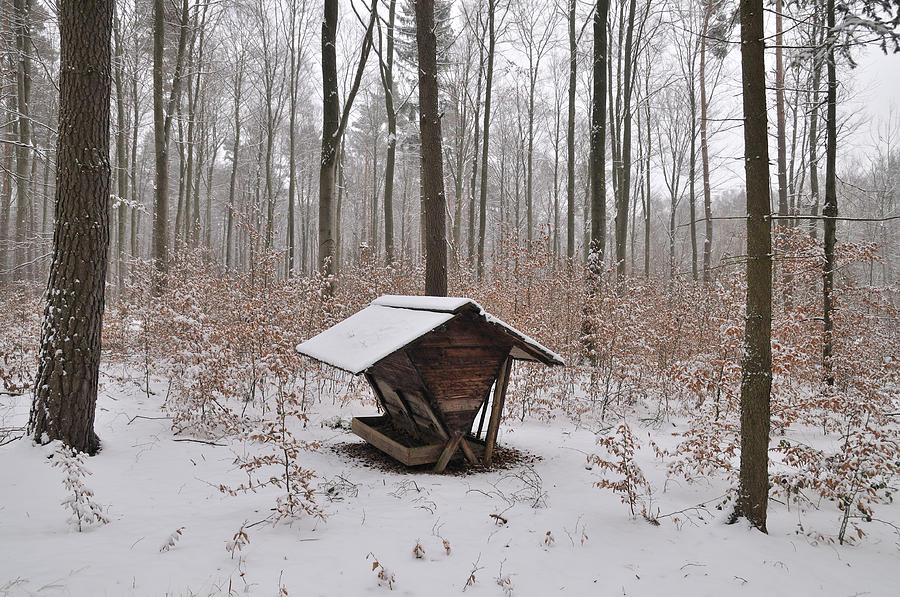 Feed box in winterly forest Photograph by Matthias Hauser