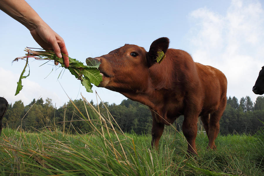 Feeding a calf Photograph by Ulrich Kunst And Bettina Scheidulin