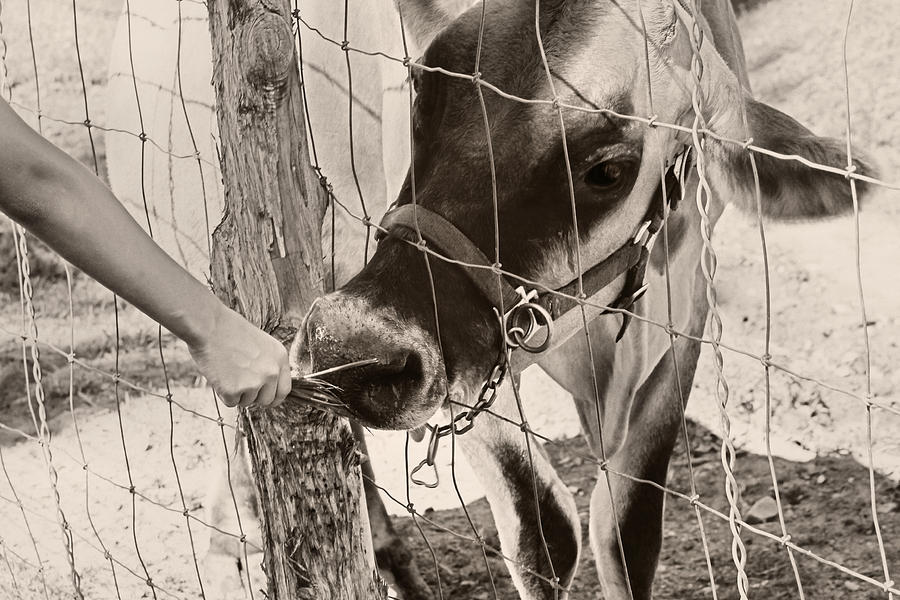Feeding Baby Cow On Farm Photograph by Tracie Schiebel