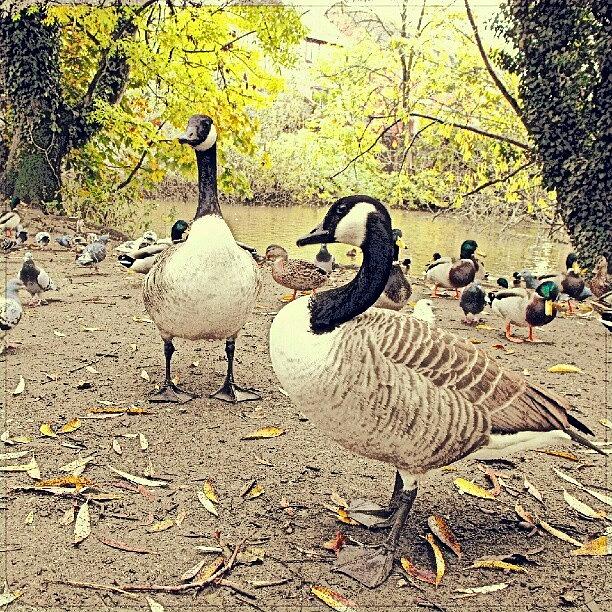 Geese Photograph - Feeding birds by Linandara Linandara