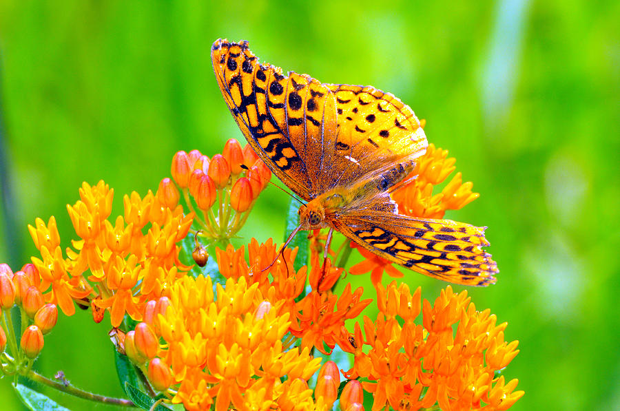 Butterfly Photograph - Feeding Butterfly by Paul Ward