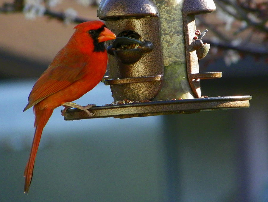 Feeding Cardinal Photograph by Judy Wanamaker