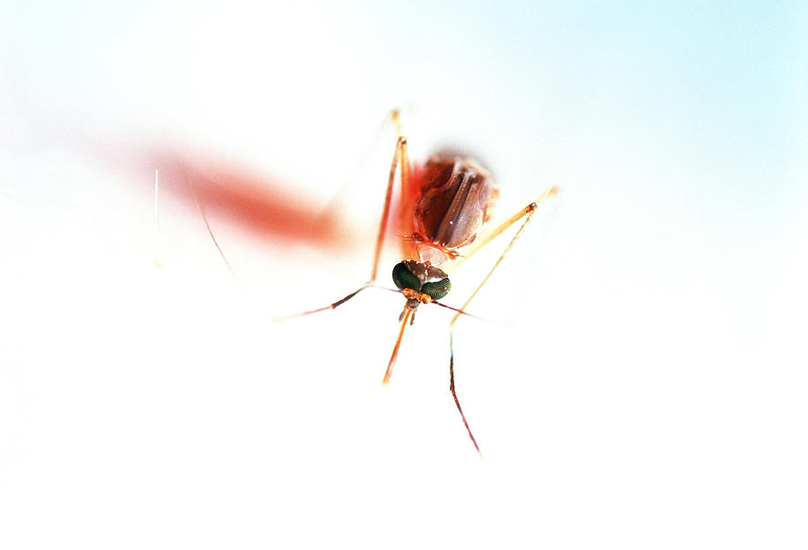 Feeding Mosquito Photograph By Sinclair Stammers Fine Art America