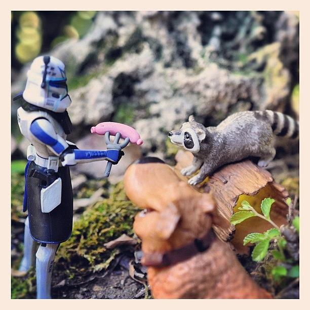 Toy Photograph - Feeding Raccoons #toy #toystagram by Timmy Yang