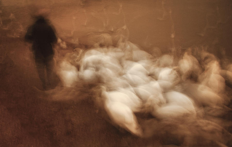 Swan Photograph - Feeding the Swans by David Turner