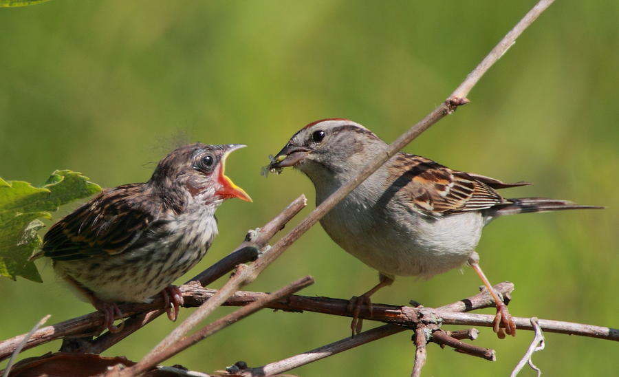 Sparrow Photograph - Feeding Time by Bruce J Robinson