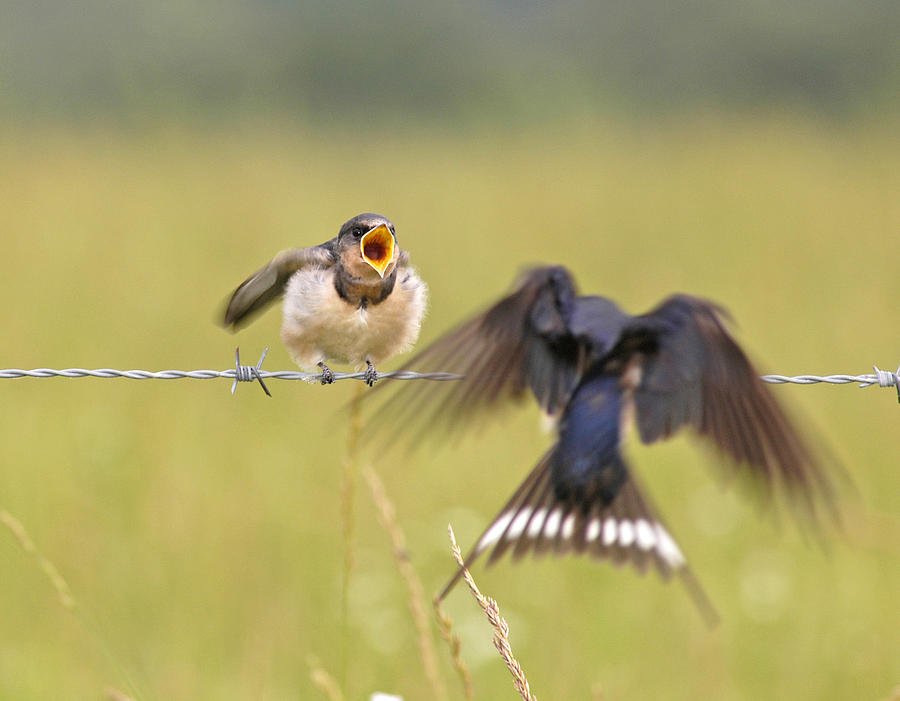 Barn Swallow Photograph - Feeding Time by Donna Caplinger