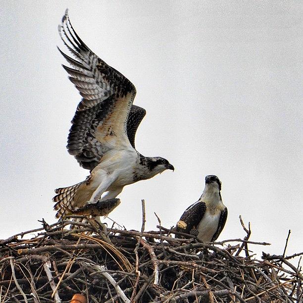 Bird Photograph - Feeding Time For The Ospreys by Penni DAulerio
