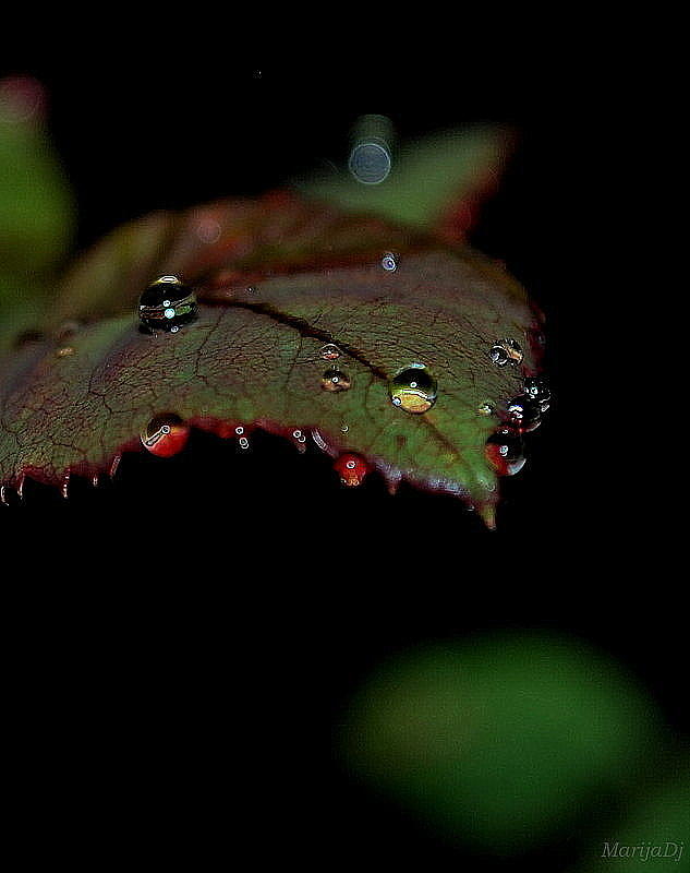 Water Drops Photograph - Feel the rain... by Marija Djedovic