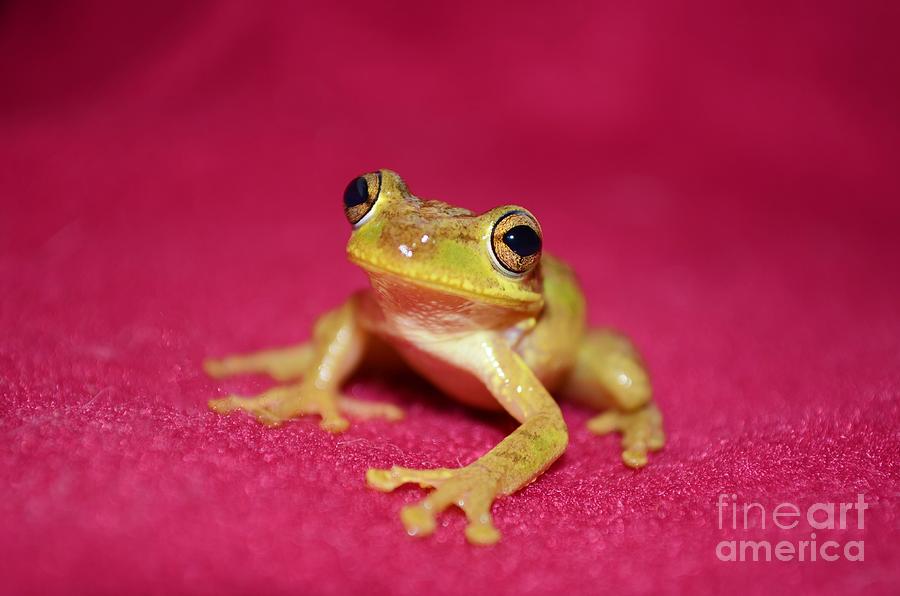 Feelin Froggy Photograph by Lynda Dawson-Youngclaus