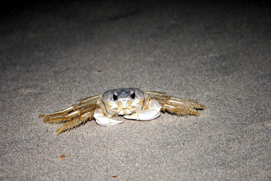 Beach Photograph - Feeling crabby this evening by Christopher Hignite