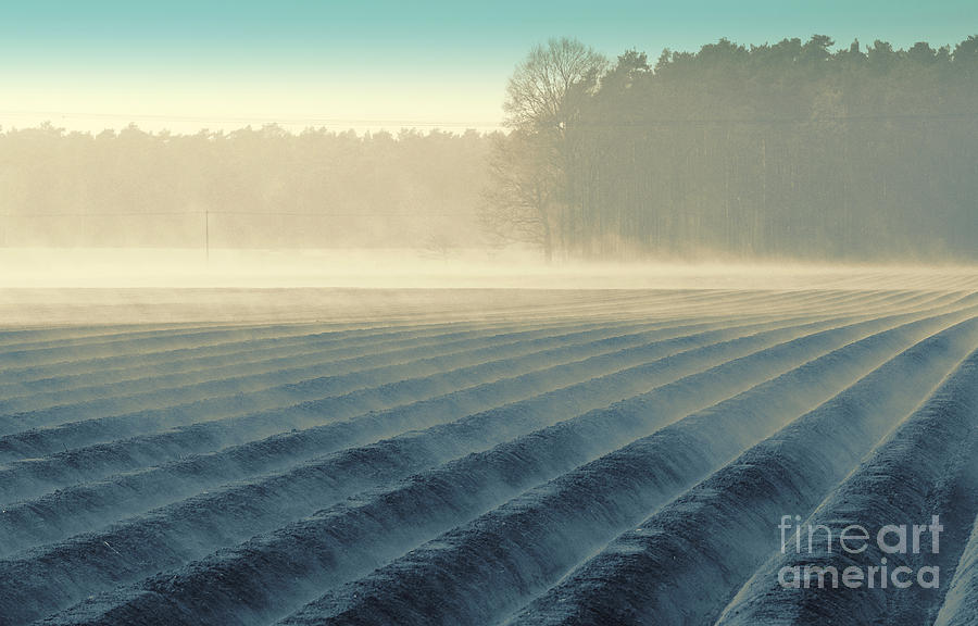 Nature Photograph - Feld im Nebel by Tanja Riedel