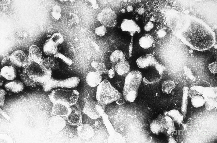 Feline Leukemia Virus Photograph by Science Source