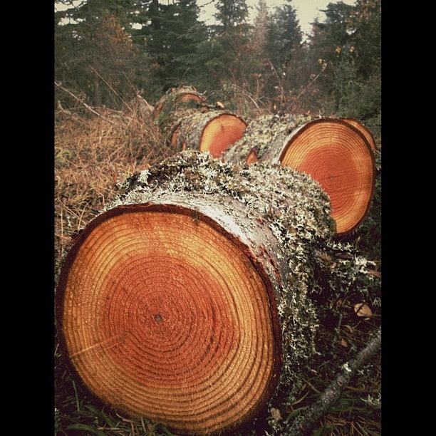 Nature Photograph - Felled Tree by Adam Lawrence