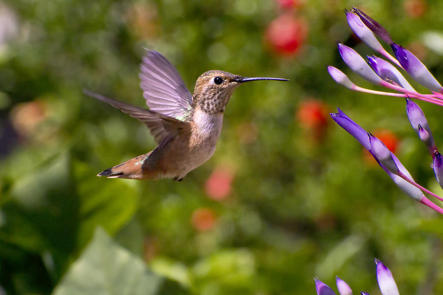 Female Allen's Hummingbird Photograph by Mike Herdering