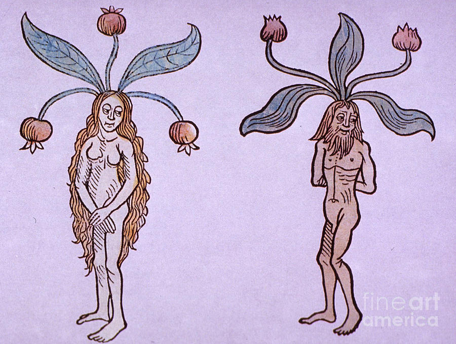 Female And Male Mandrake, Alchemy Plant Photograph by Science Source