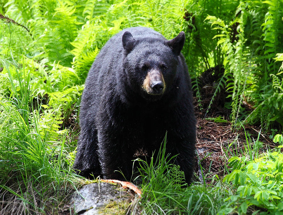 Female Black Bear Photograph by Wyatt Rivard