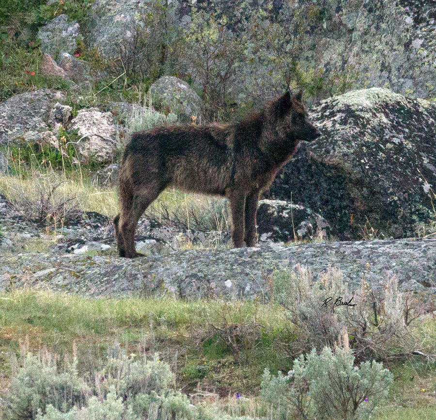 Female Black Wolf Photograph