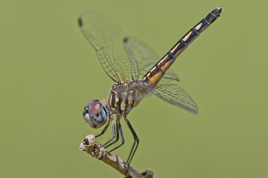 Female Blue Dasher Dragonfly Photograph by Bonnie Barry
