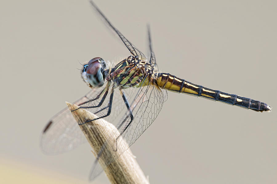 Insects Photograph - Female Blue Dasher Dragonfly Posing Prettily by Bonnie Barry