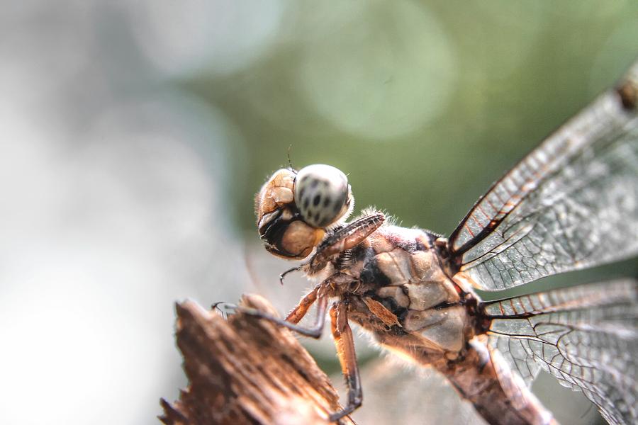 Female Blue Skimmer Dragonfly Photograph by Ester McGuire