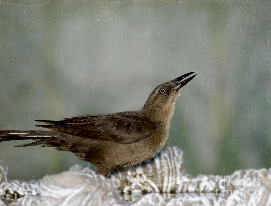 Female Boat tailed Grackle Photograph by Betty LaRue