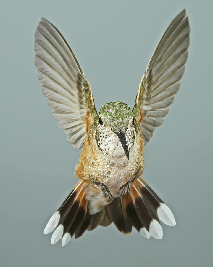 Female Broadtail Hummingbird Photograph by Gregory Scott
