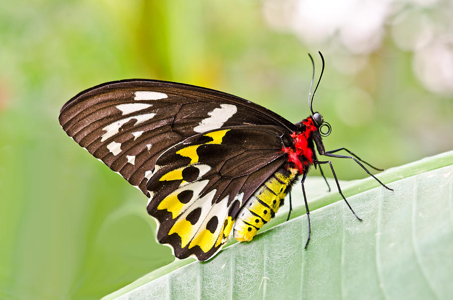 Female Cairns-Birdwing Butterfly Photograph by Chris Thaxter