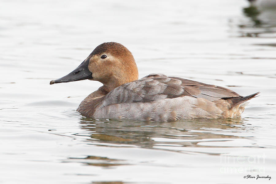 Female Canvasback Photograph by Steve Javorsky