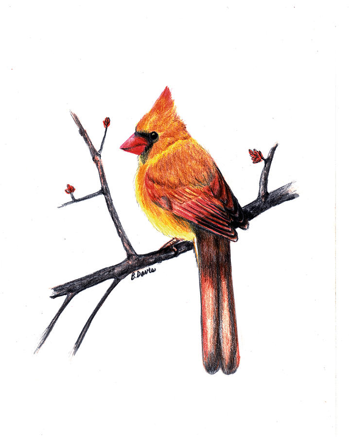 Northern Cardinal Drawing