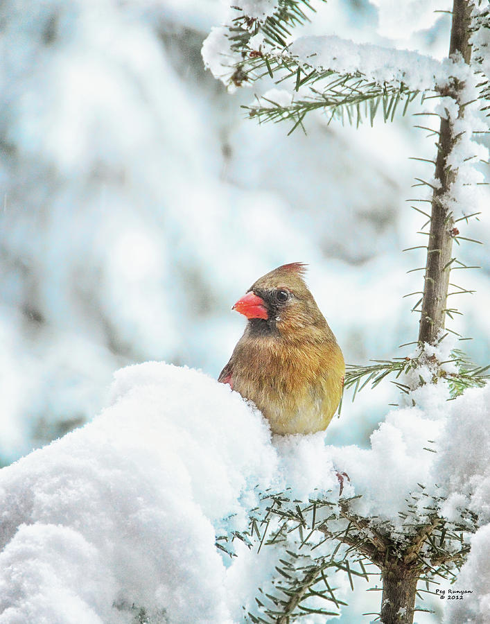 Female Cardinal in Snowy Tree Photograph by Peg Runyan